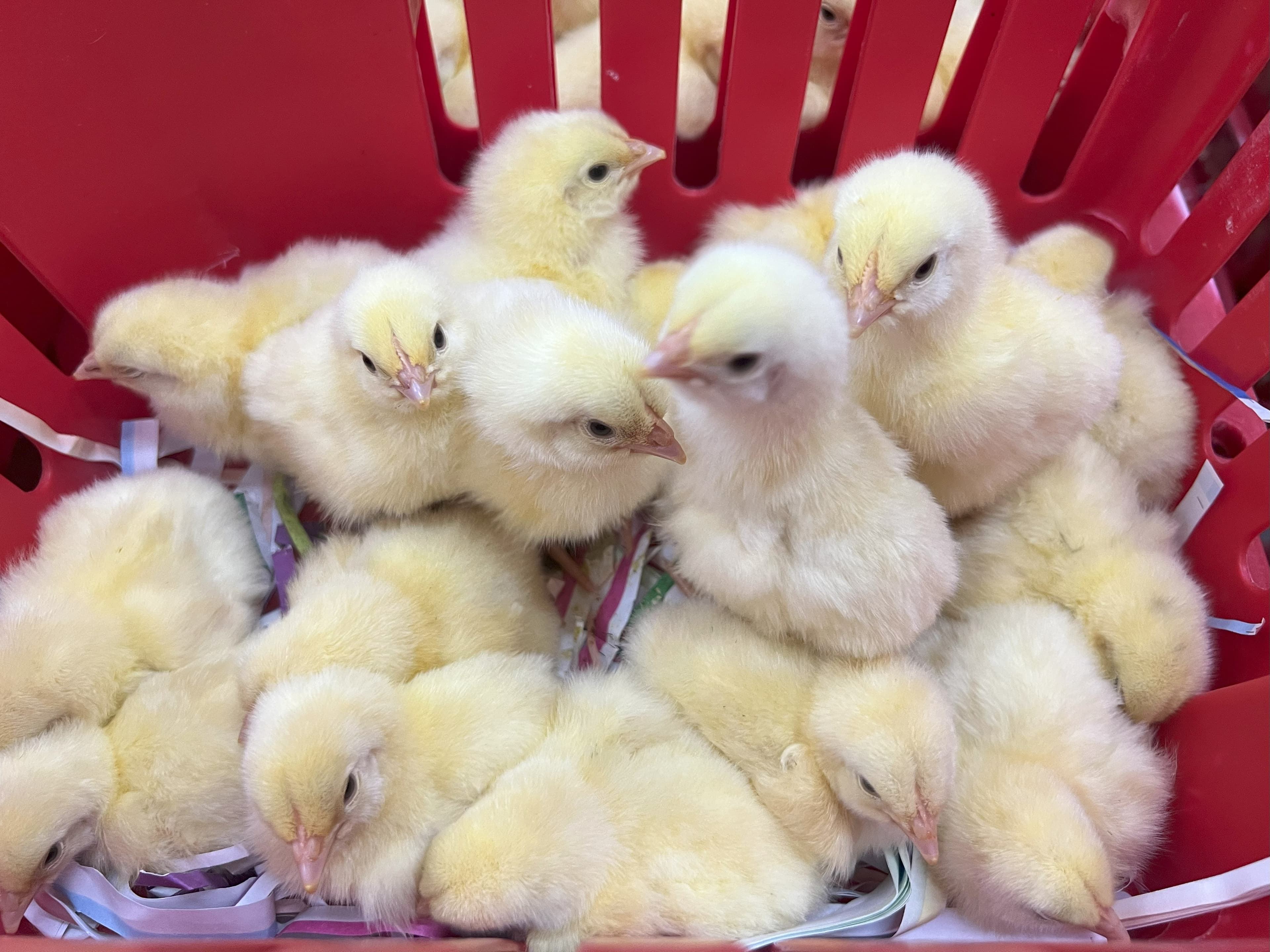 Healthy day-old chicks ready for placement