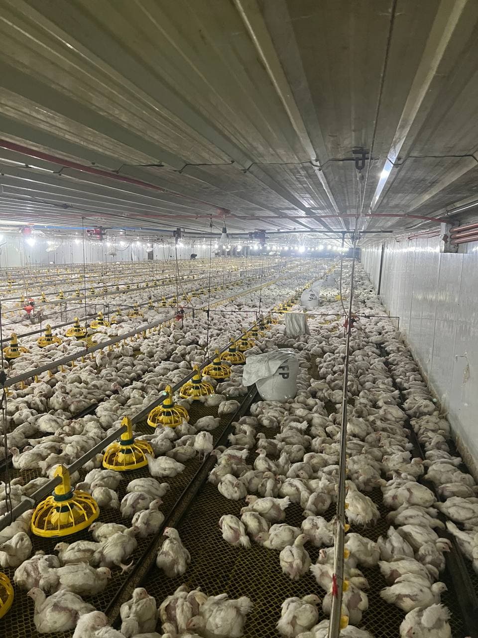 Poultry Scene